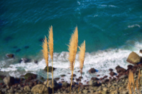 San Francisco Coast