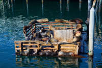 Monterey Harbor