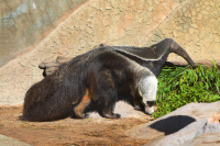 anteater