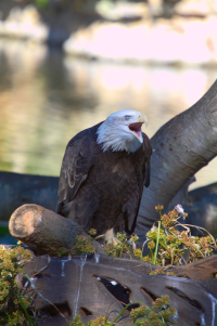 crying eagle