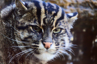 fishing cat