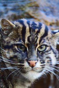 fishing cat