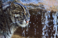 fishing cat