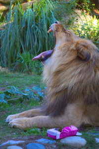 lioness yawning