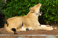 lioness yawning