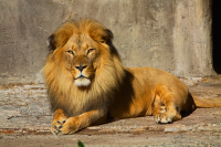 San Francisco Zoo proud lion