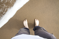 Paws in the sand