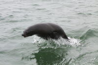 Jumping sea lion