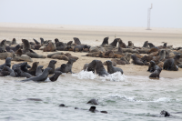 Sea lions