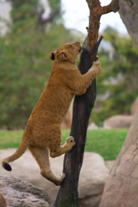 lioncub climbing
