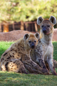 hyenas