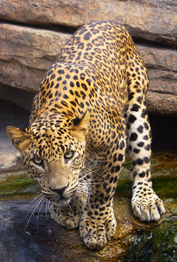 Leopard waterfall