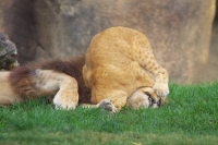 lion and lioncub