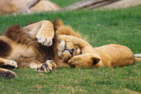 lion and lioncub