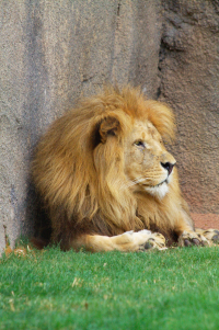 lion