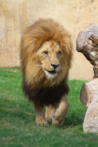 lion