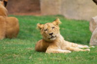 lion cub