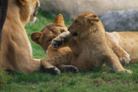 lioncub and lionesses