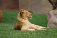 lion cub