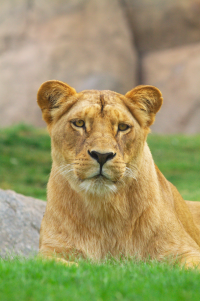 lioness