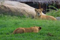 lioness and lioncub