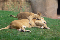 lioness and lion cub