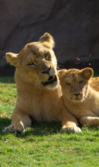 lioness and lion cub