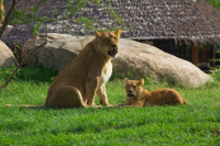 lioness and lion cub