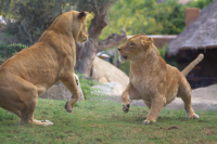 lionesses