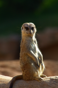 meerkat