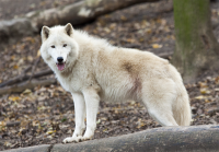 arctic wolf