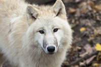 face arctic wolf