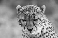 Sad cheetah