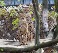 Cheetahs platform