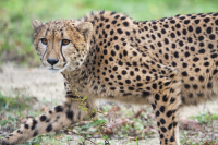 cheetah walking