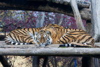 lazy tigers