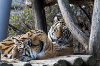 tiger washing its paw