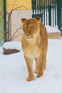 friendly lioness snow