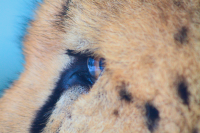the eye of the cheetah