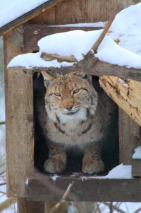 lynx