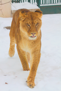 lioness in the snow