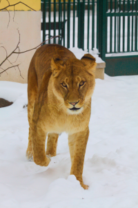nice looking lioness in the snow