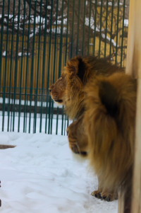 skeptical lions about the snow