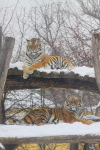 two tigers