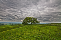 Watership Down on top trees