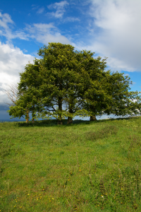 trees on Watership Down