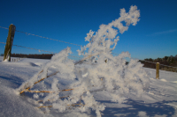 frozen bush