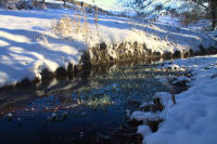 grass in the frozen river