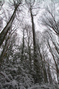 winter trees