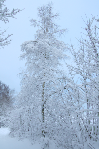 winter tree